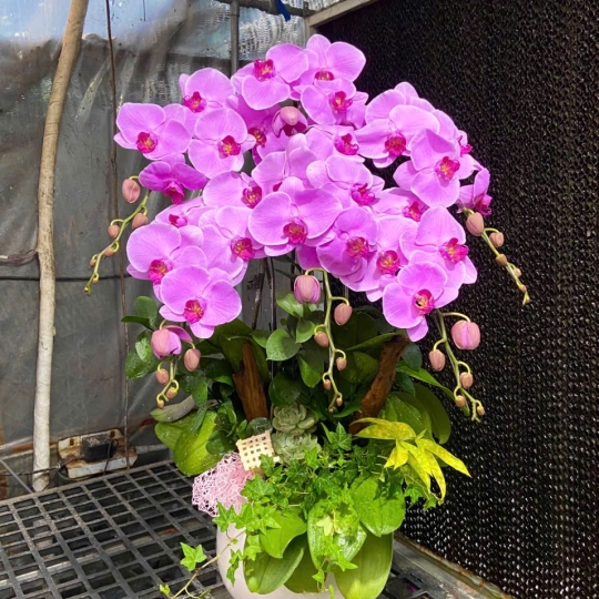 Hồ điệp tím hồng ngày 12/04/2025