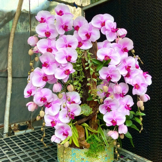 Hồ điệp trắng hồng tiểu cảnh 12/04/2025